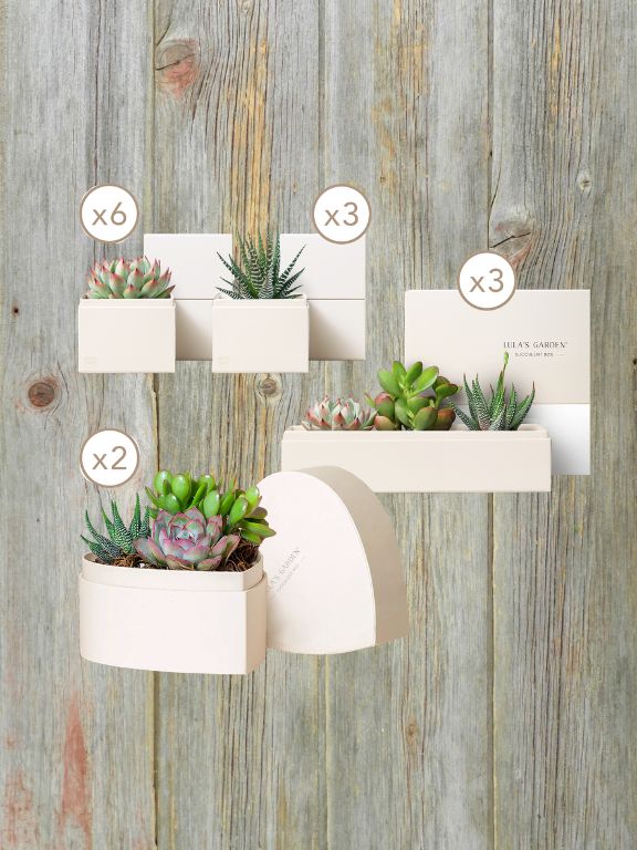 LULAS GARDEN STARTER SUCCULENT PLANT KIT